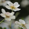 秋明菊