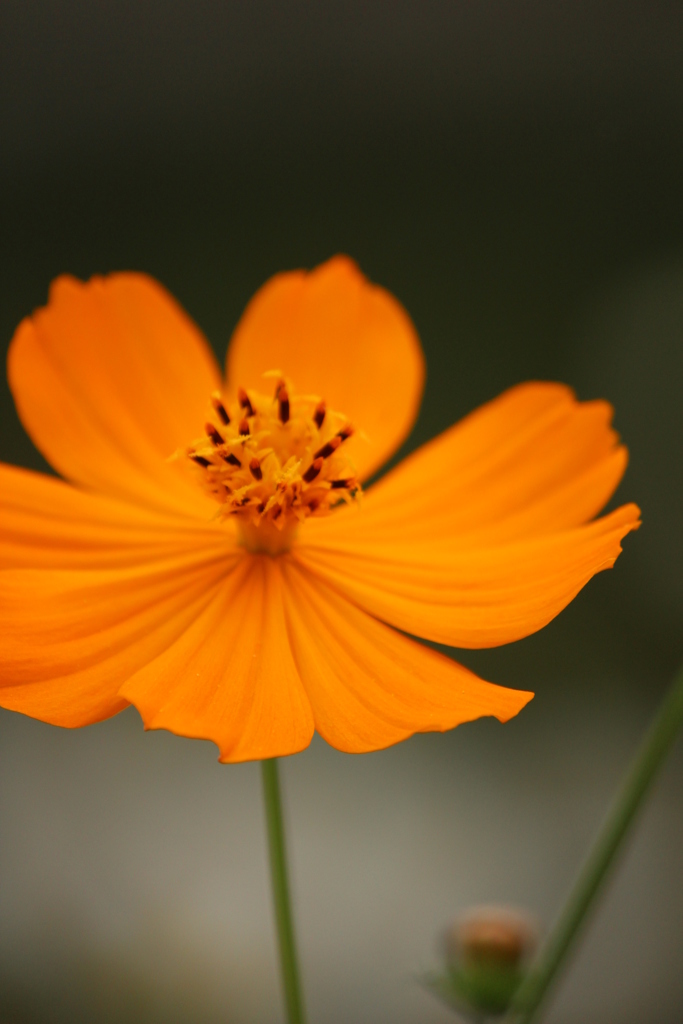 キバナコスモス