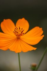 キバナコスモス キバナコスモス