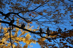鳩