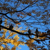鳩