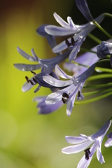 アガパンサス アガパンサス