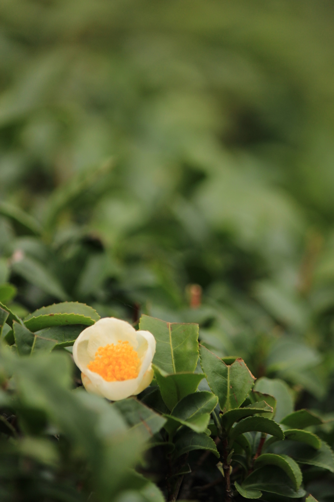 お茶の花