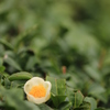 お茶の花