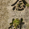 記念樹