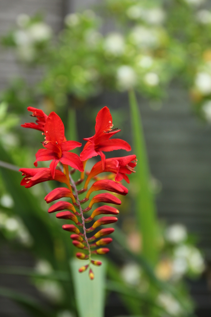 ヒオウギズイセン