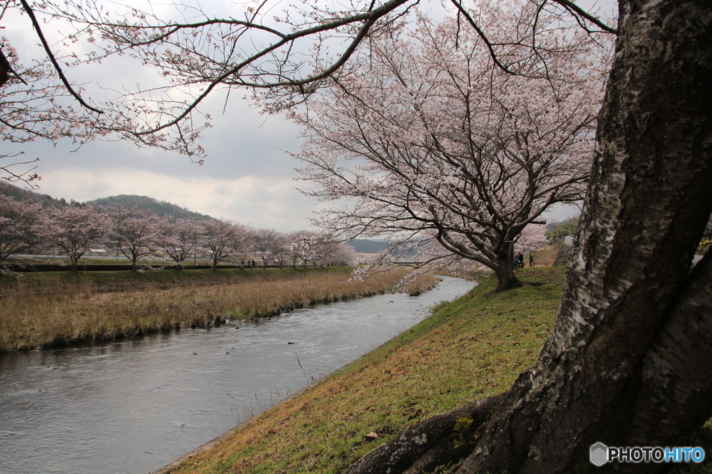 桜