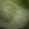 蜘蛛の巣