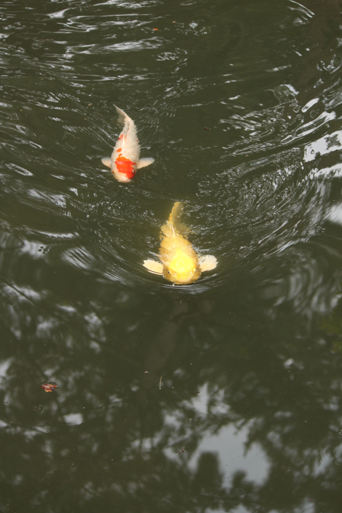まっしぐら。いや、わたし餌持ってないよ。＠縮景園