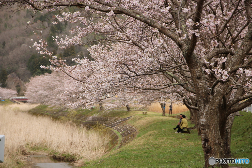 桜