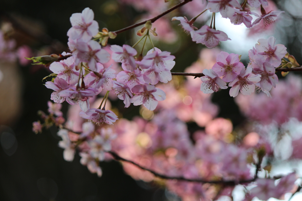 河津桜＠縮景園