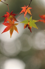 紅葉