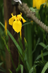 黄菖蒲