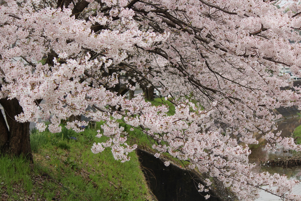 桜