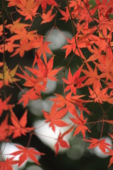 もみじ