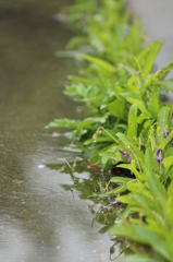 雨降り
