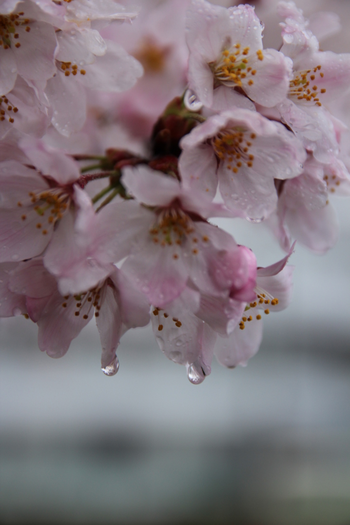 雨の日のさくら