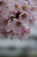 雨の日のさくら