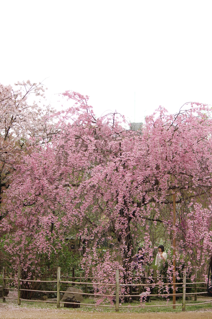 しだれざくら