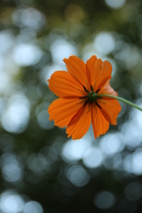 キバナコスモス