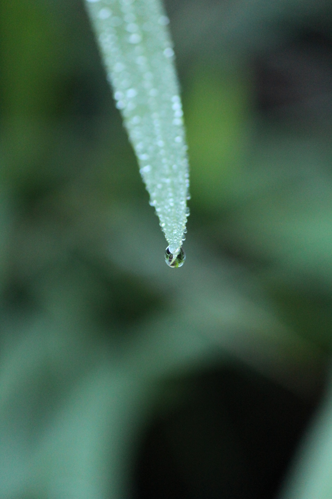 朝露