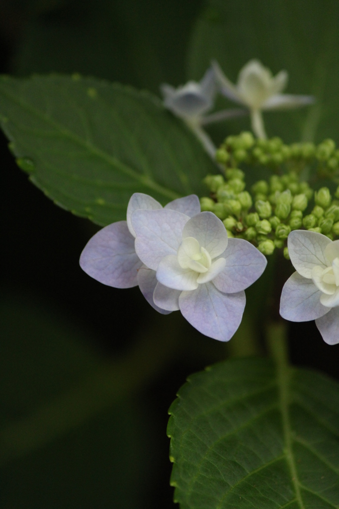 あじさい
