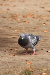 鳩