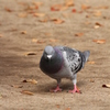 鳩