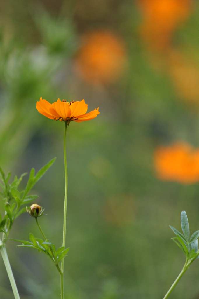 キバナコスモス