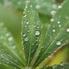 雨上がり