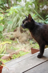 くろねこかあさん くろねこかあさん
