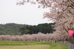 千本桜＠美波羅川
