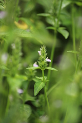 野の花