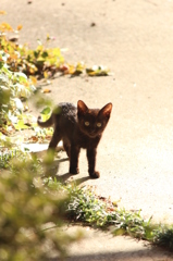 こねこ