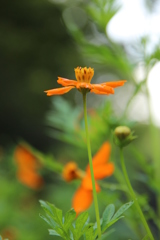 キバナコスモス