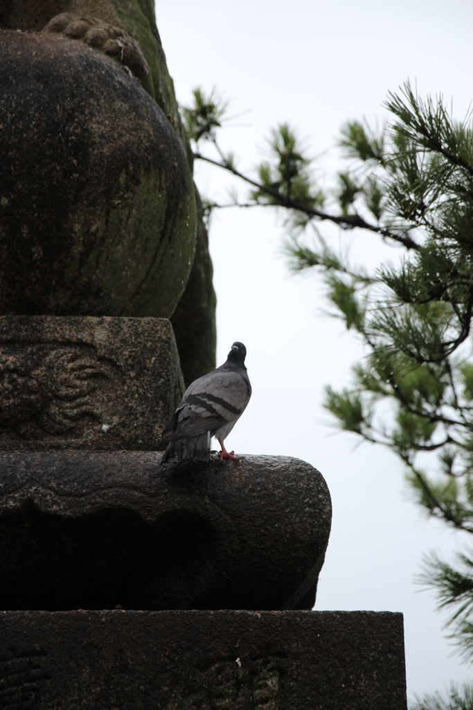 鳩