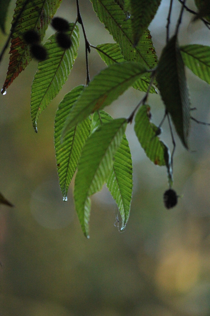 雨上がり