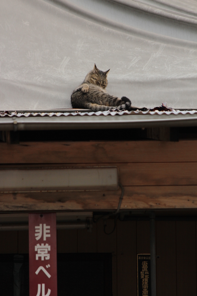 屋根の上