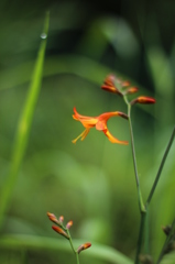 ヒメヒオウギスイセン