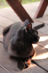 くろねこかあさん くろねこかあさん