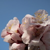 梅