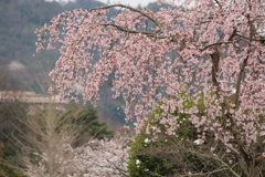 しだれ