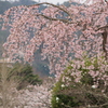 しだれ