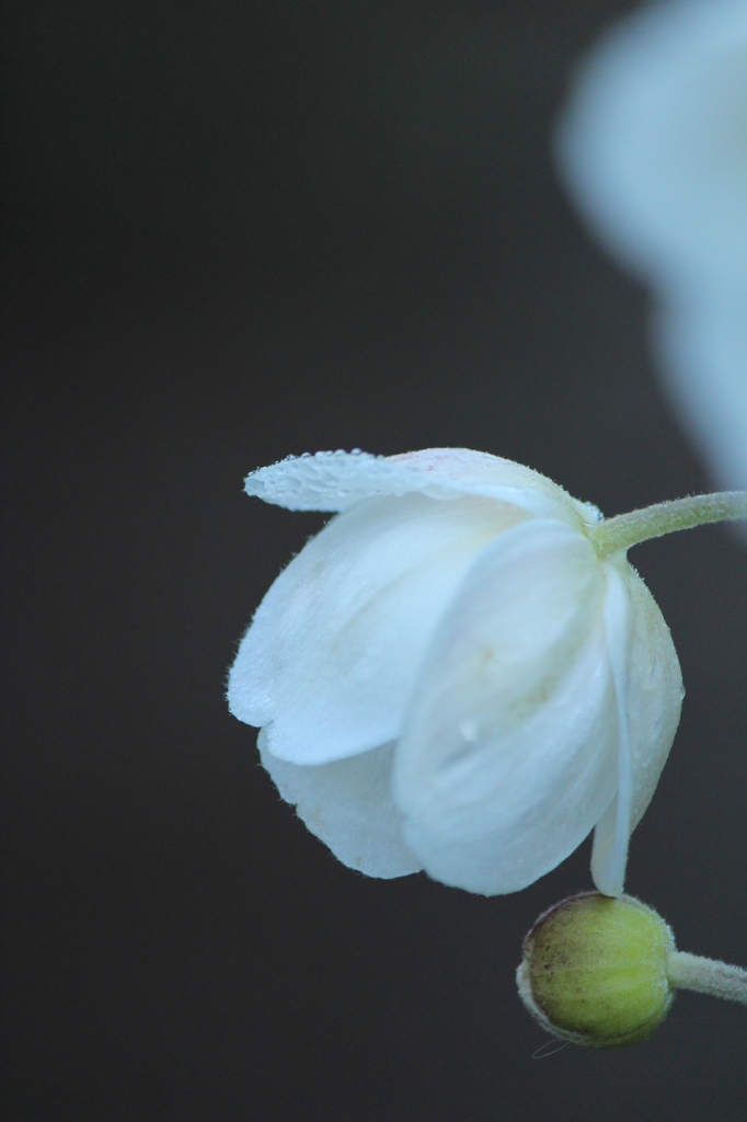秋明菊