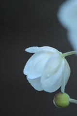 秋明菊