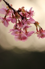 河津桜