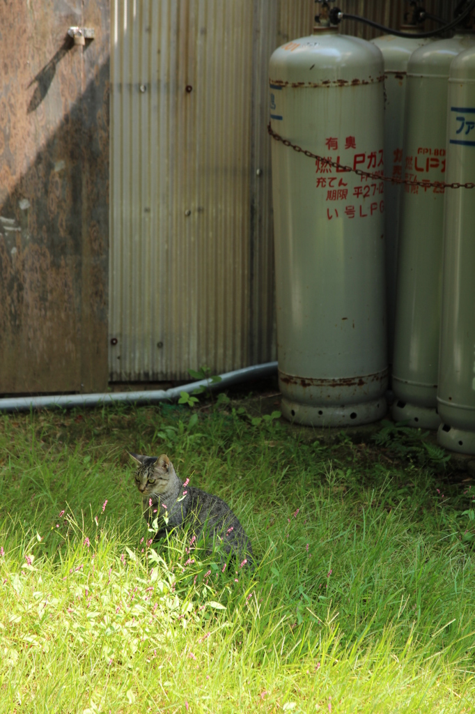 のらねこ