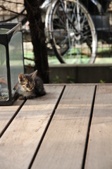 こねこ こねこ