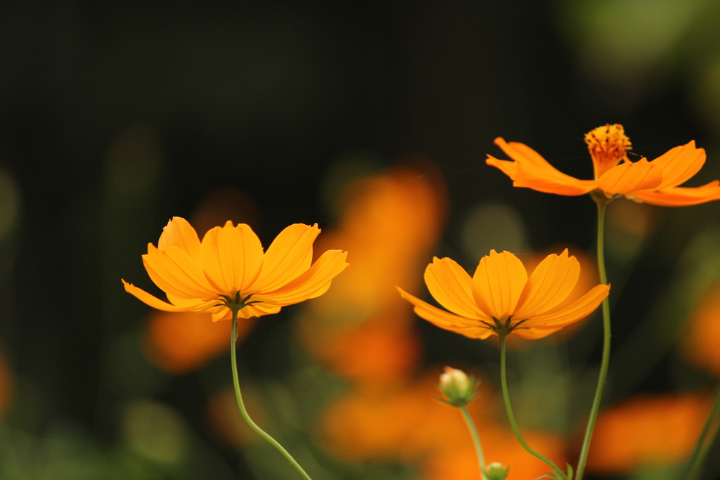 キバナコスモス