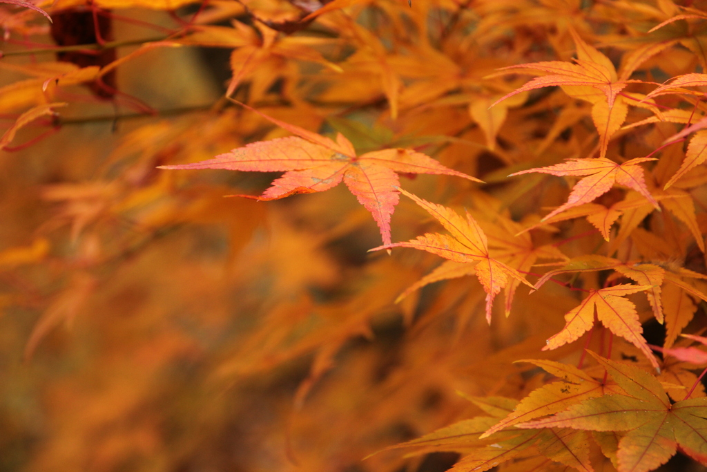 紅葉